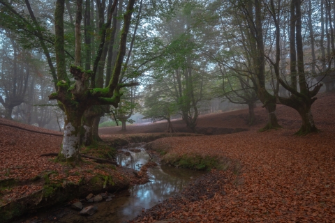 Hayedo Otzarreta. Gorbea
